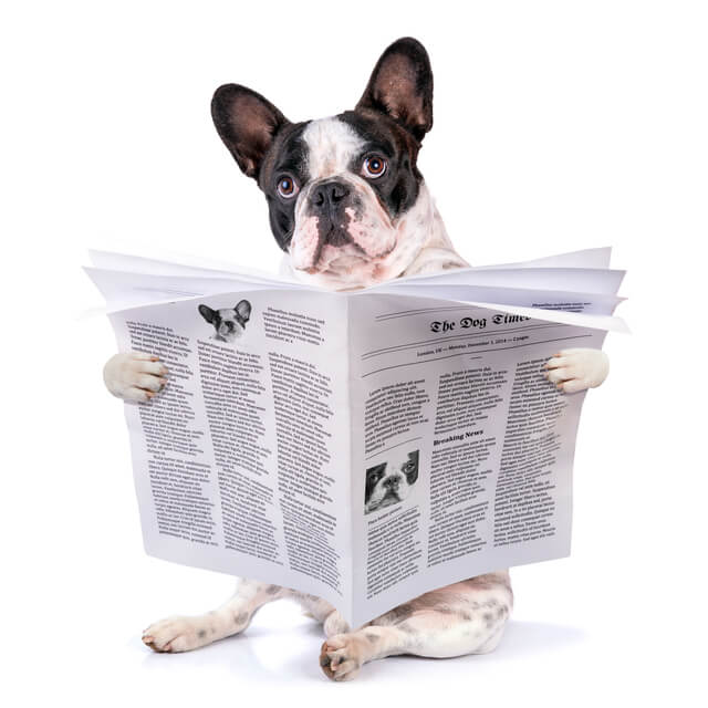 新聞紙 犬,子ども,室内遊び,新聞紙遊び