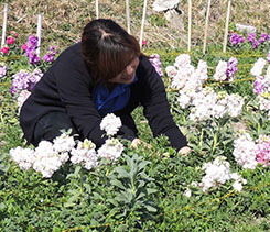 道の駅「鴨川オーシャンパーク」の花摘み,鴨川オーシャンパーク,バーベキュー,