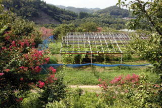 フルーツ農園,旅名観光農園,フルーツ村,