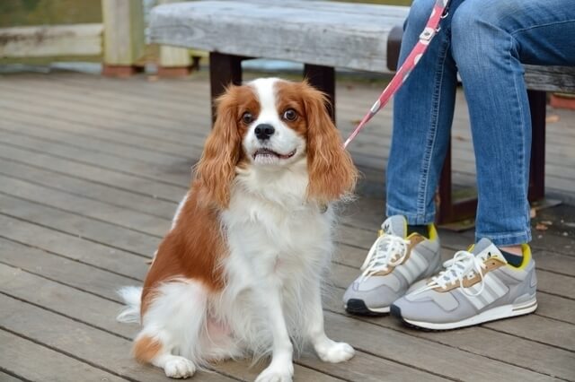 犬,浦和,個室,子連れランチ