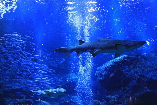 東京スカイツリーのプラネタリウム 天空 を満喫 東京都 Cozre コズレ 子育てマガジン