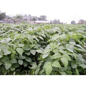 種 28 年産 だだちゃ豆 完全無農薬 無化学肥料 50 g,プランター,野菜,