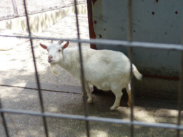 小動物園のヤギ,大池公園,東海市,