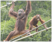多摩動物公園で見られるオランウータンの枝渡り,東京,多摩動物公園,子連れ