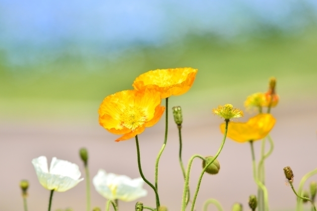 花 イメージ,産後,7ヶ月,