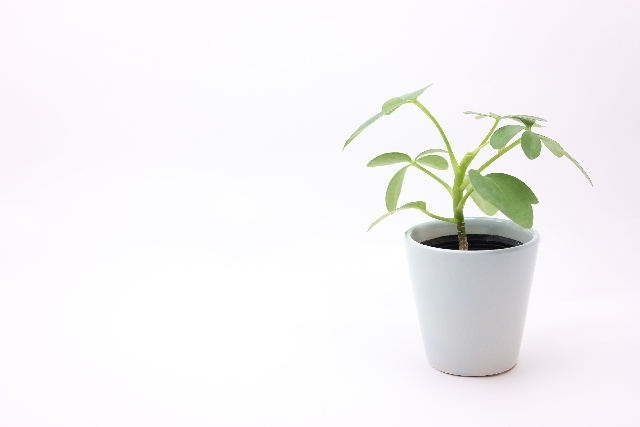 鉢植えの写真,産後,8ヶ月,