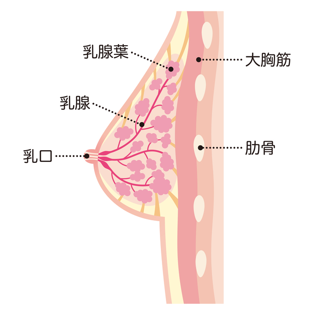 妊娠中の胸の断面図,妊娠,胸の張り,
