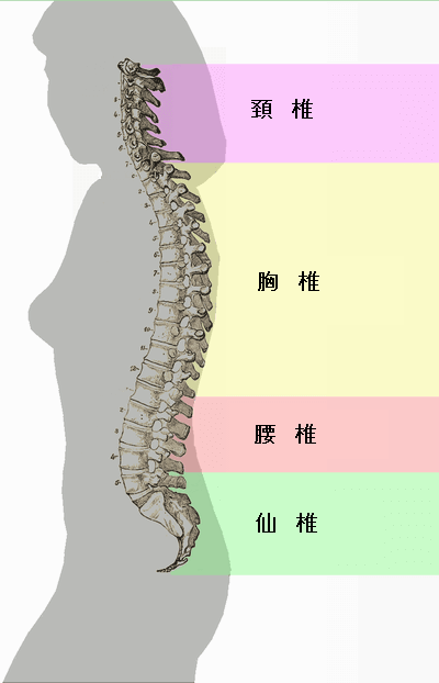 背骨の骨格,腰痛,原因,妊娠