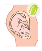 ほぼ新生児に見える胎児,胎児,お腹の中,