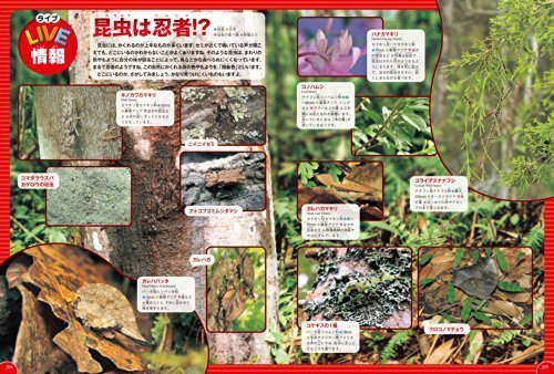 昆虫 (学研の図鑑LIVE(ライブ)),虫,図鑑,