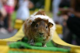 狭山市立智光山公園 こども動物園のテンジクネズミ,