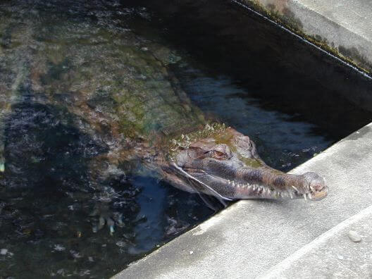 熱川バナナワニ園の画像,伊豆熱川,観光,ワニ園