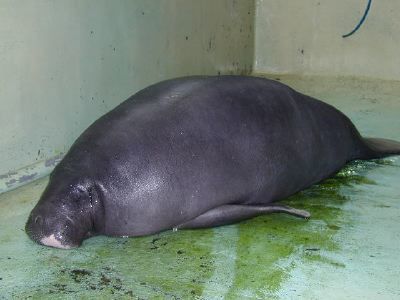 マナティ,伊豆熱川,観光,ワニ園