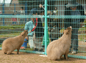 大牟田市動物園,ふれあい,動物園,福岡