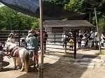 東公園動物園のウマ舎,愛知,動物園,ふれあい