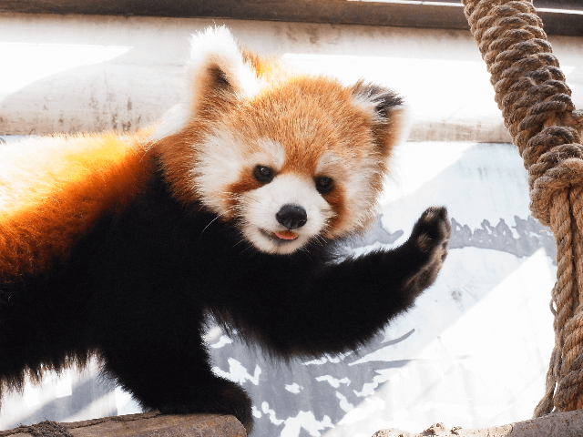川崎市立 夢見ヶ崎動物公園,神奈川県,動物園,無料