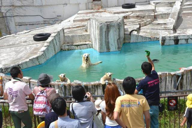 札幌市円山動物園,期間限定,親子,見学
