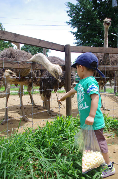 ダチョウのエサやり,茨城,動物園,おすすめ
