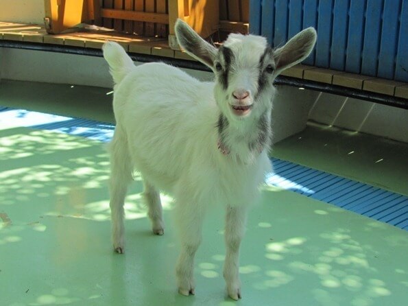 子やぎのミルキー,江戸川区自然動物園,無料,触れ合い体験