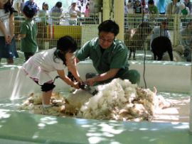 羊の毛狩り,江戸川区自然動物園,無料,触れ合い体験