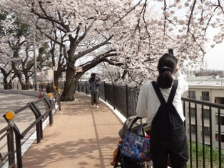 夢見ヶ崎公園の桜,夢見ケ崎動物公園,人気,レッサーパンダ