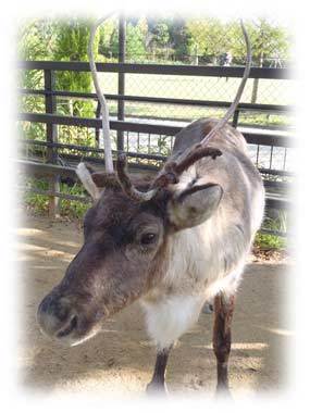 とくしま動物園 トナカイ,とくしま,動物園,