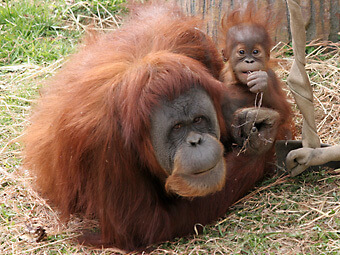 スマトラオランウータン,市川市動植物園,カワウソ,
