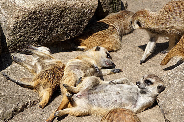 ミーアキャット,市川市動植物園,カワウソ,