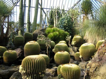 シャボテン温室のメキシコ館,伊豆シャボテン公園,カピバラ,