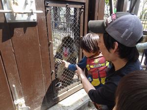 マンドリルのおやつタイム,茨城,動物園,