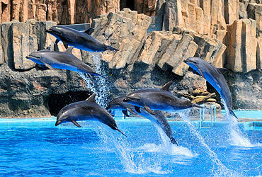 イルカパフォーマンス,愛知,水族館,動物園