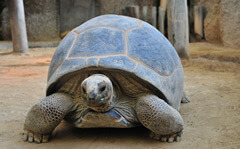 アルダブラゾウガメ,愛知,水族館,動物園