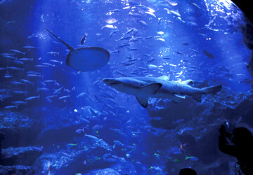 すみだ水族館,関東,水族館,おすすめ