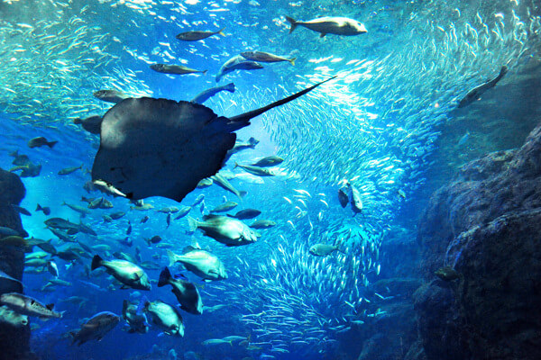 新江ノ島水族館,関東,水族館,おすすめ