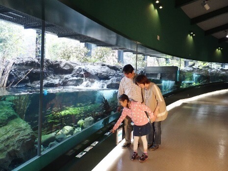相模川ふれあい科学館 アクアリウムさがみはらの川ゾーン,関東,水族館,おすすめ