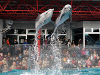 しながわ水族館のショー,しながわ水族館,イベント,おすすめ