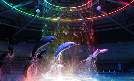 ザスタジアムのイルカショー,エプソンアクアパーク,品川,水族館