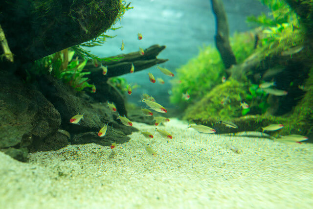 すみだ水族館自然水景水槽画像,スカイツリー,すみだ水族館,アクセス