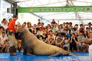 セイウチパフォーマンス笑(ショー),三重,鳥羽水族館,