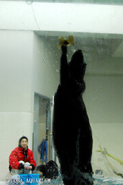 ラッコのイカミミジャンプ,三重,鳥羽水族館,
