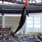 オーシャンライブ,水族館,大洗,
