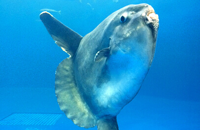 マンボウ,水族館,東北,