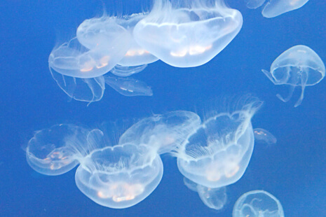 クラゲ,水族館,東北,