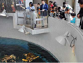 ウミガメのフィーディングタイム,名古屋港水族館,イルカ,