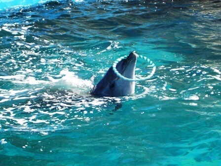 犬吠埼マリンパークイルカショー,水族館,千葉,