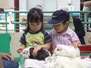 板橋区立こども動物園のモルモットのだっこ,遊園地,東京,