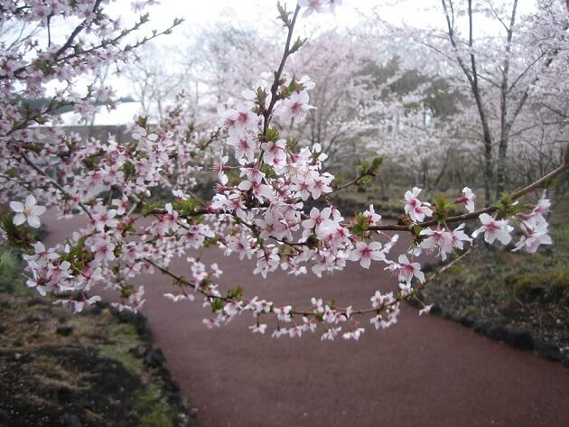 さくらの散歩道,富士山樹空の森,