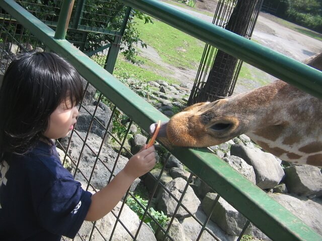 動物に触れる幼児,5歳児,絵本,