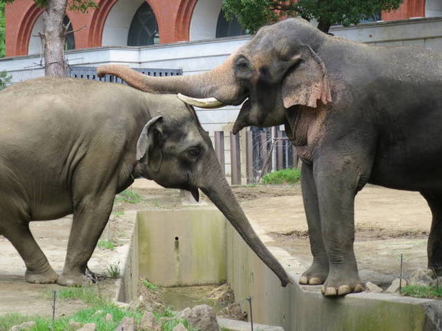 ズーラシア,関東,動物園,
