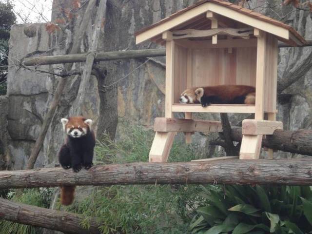 野毛山動物園のレッサーパンダ,関東,動物園,